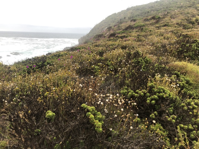 Cerro de la Cruz Bosque de Zapallar
