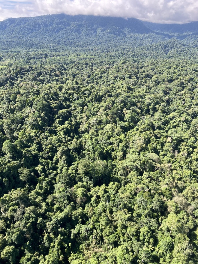 Bosque de las Madres