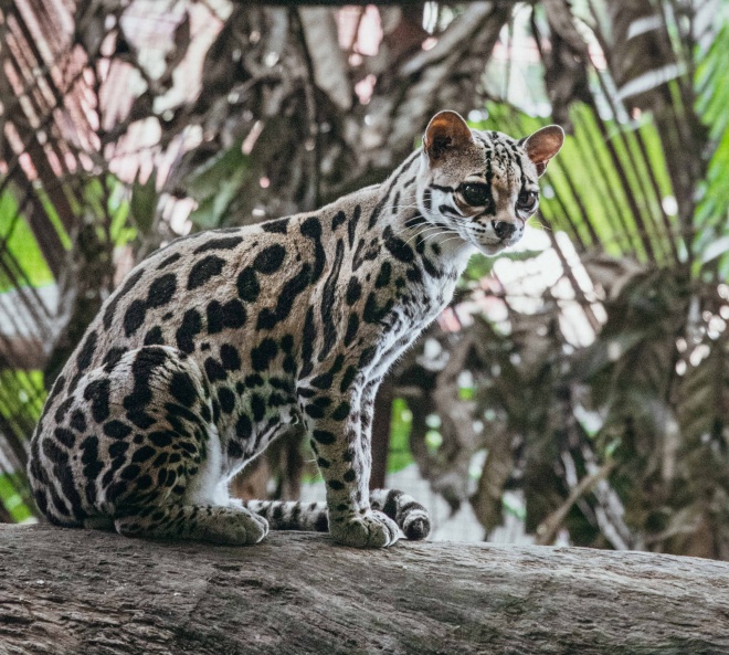 Jaguar Rescue Centre Margay