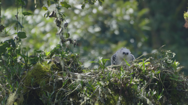 Isidor Eagle Chick Juvenile
