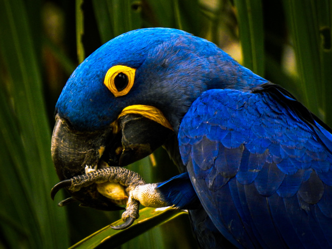 HyacinthMacaw