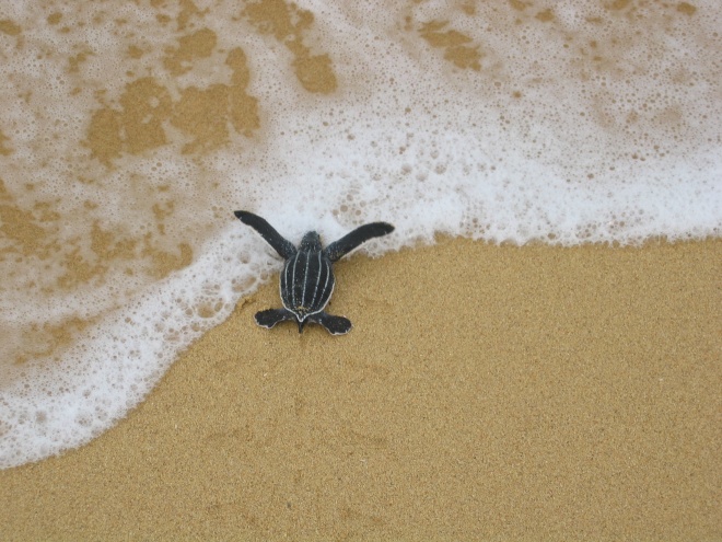 Tortuguita En Playa Larga