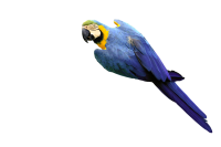 Blue Yellow Macaw Kids Cutout